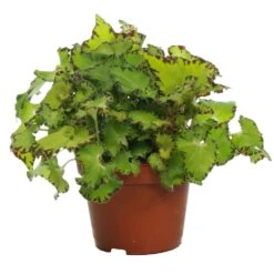 Begonia Rex Jive