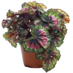 Begonia Rex Macarena