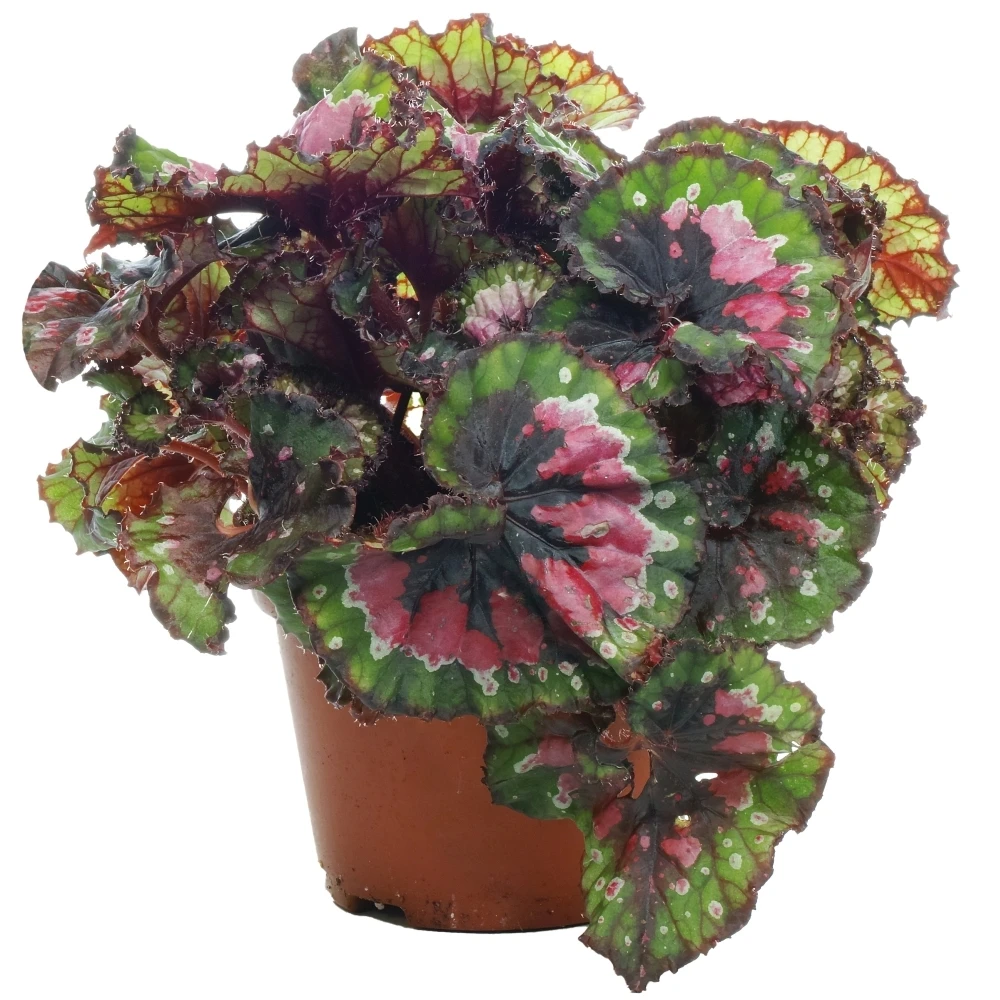 Begonia rex Macarena Begonia Rex Macarena -Garden Plant Seed Store begonia rex macarena p5018 38958 image