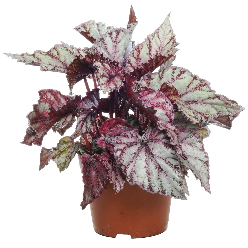 Begonia rex Merengue Begonia Rex Merengue -Garden Plant Seed Store begonia rex merengue p5028 38994 image