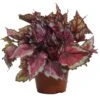 Begonia Rex Spitfire