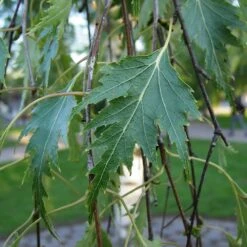 Betula Pendula Dalecarlica Tree