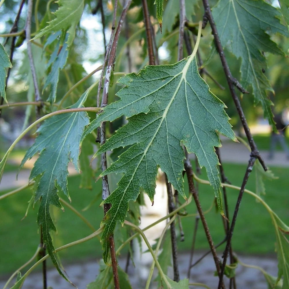 Betula pendula Dalecarlica Tree Betula Pendula Dalecarlica Tree -Garden Plant Seed Store betula pendula dalecarlica tree p3282 24136 image