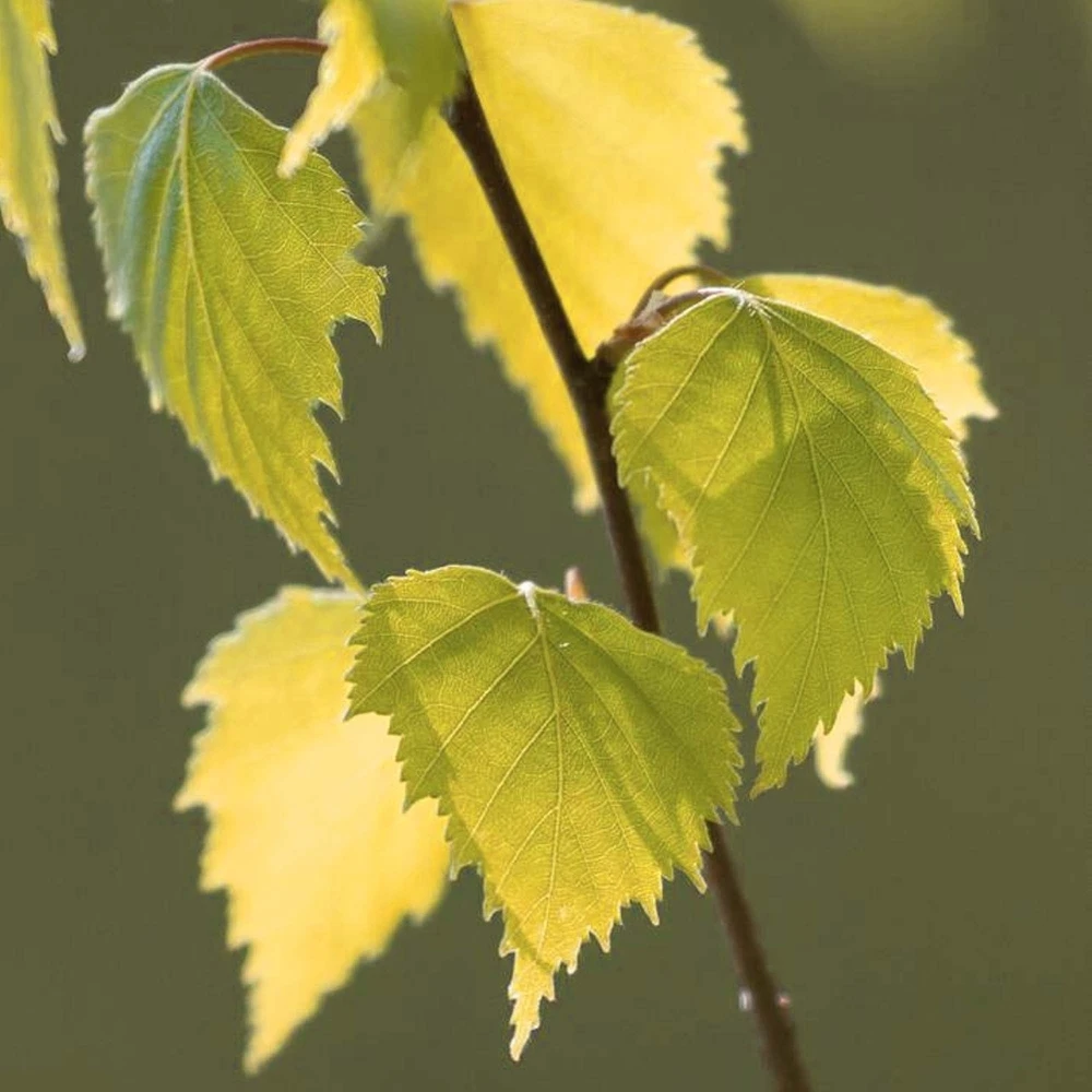 Betula pendula Golden Obelisk Tree Betula Pendula Golden Obelisk Tree -Garden Plant Seed Store betula pendula golden obelisk tree p5942 44994 image
