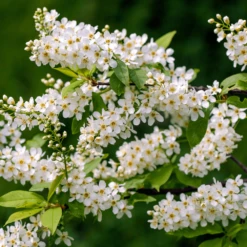 Bird Cherry Bare Root Hedge (1ft - 5ft)