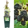 Blackberry - Rubus Fruticosus Bedford Giant