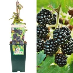 Blackberry - Rubus Fruticosus Bedford Giant