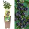 Blackberry - Rubus Fruticosus Loch Ness