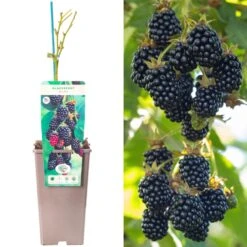 Blackberry - Rubus Fruticosus Waldo