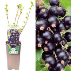 Blackcurrant - Ribes Nigrum Ben Connan