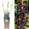 Blackcurrant - Ribes Nigrum Ben Lomond
