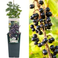 Blackcurrant - Ribes Nigrum Ben Sarek
