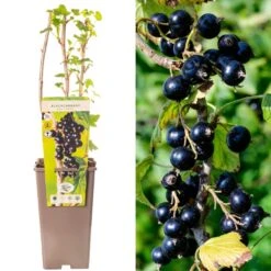 Blackcurrant - Ribes Nigrum Ben Tirran