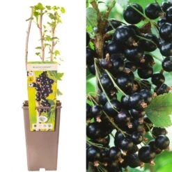 Blackcurrant - Ribes Nigrum Kopania