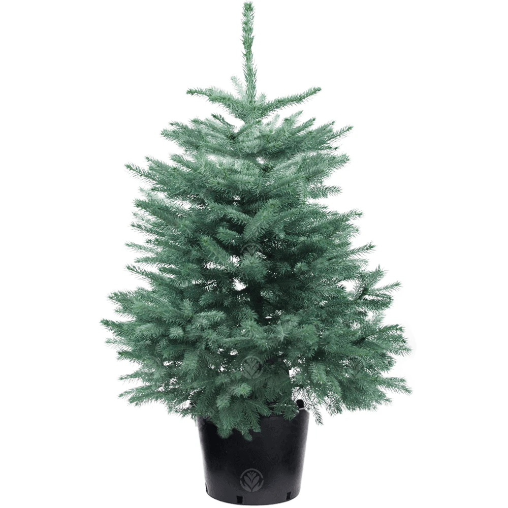 Blue Spruce Pot Grown Christmas Trees Blue Spruce Pot Grown Christmas Trees -Garden Plant Seed Store blue spruce pot grown christmas trees p3236 21062 image