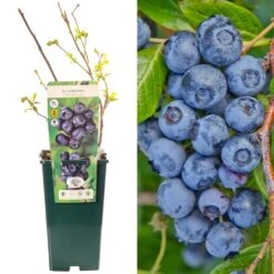 Blueberry - Vaccinium Corymbosum
