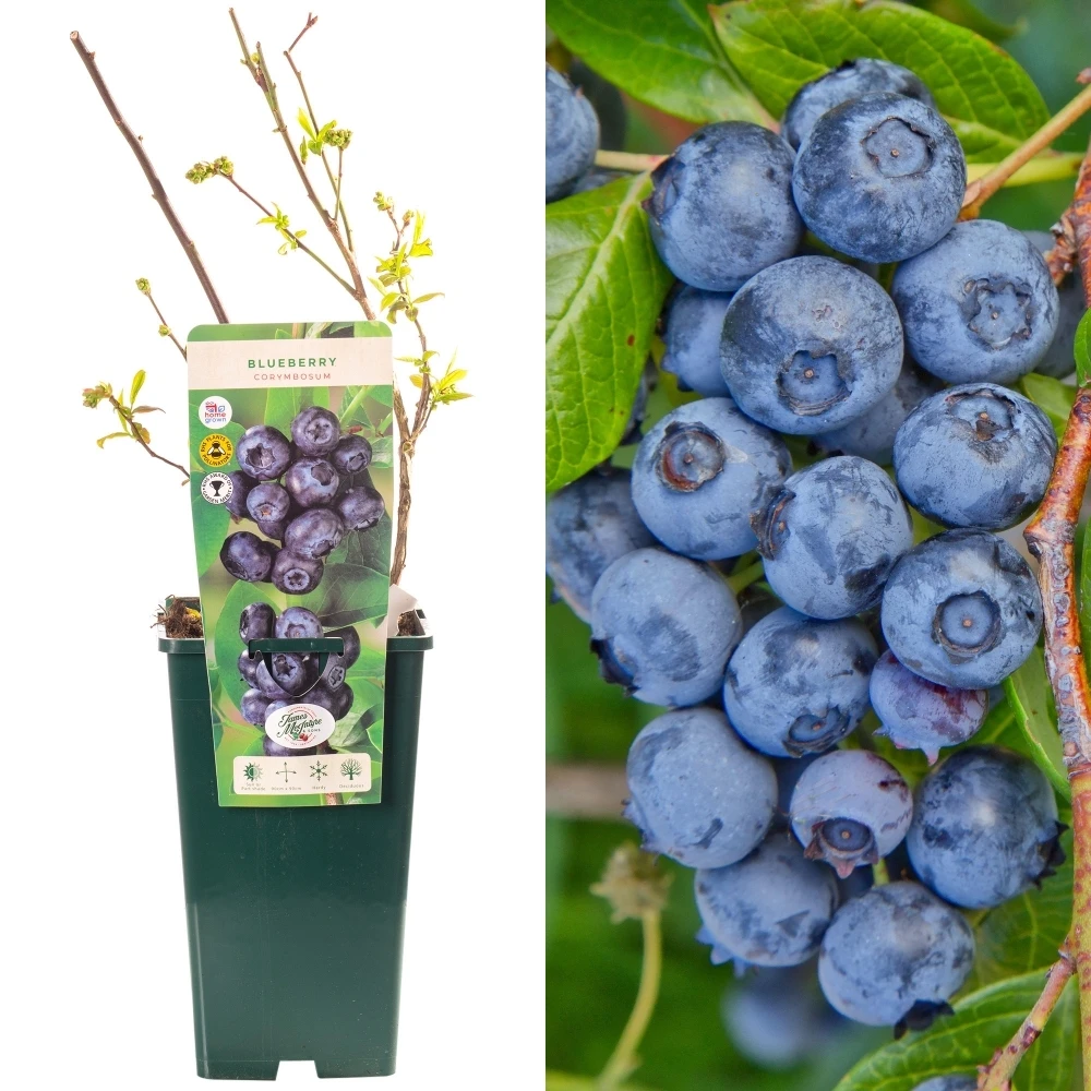 Blueberry - Vaccinium corymbosum Blueberry - Vaccinium Corymbosum -Garden Plant Seed Store blueberry vaccinium corymbosum p6037 46933 image