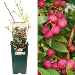 Blueberry - Vaccinium Corymbosum Pink Lemonade