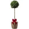Box Buxus Ball Topiary Patio Tree In Festive Christmas Wrapping
