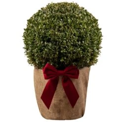 Box Buxus Topiary Ball In Festive Christmas Wrapping