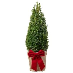 Box Pyramid Topiary Tree In Festive Christmas Wrapping
