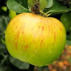 Bramley Seedling Apple Tree