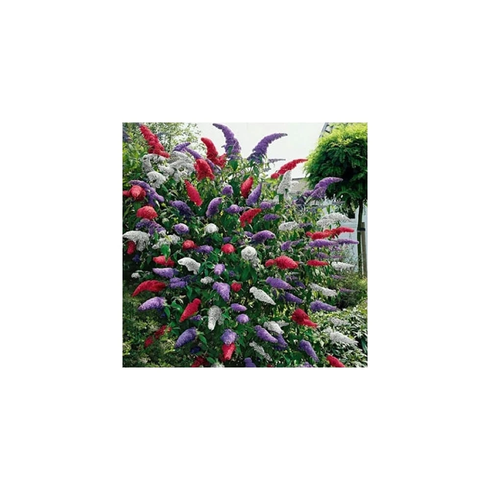 Buddleia Tricolour - Butterfly Bush (3 x 9cm) Buddleia Tricolour - Butterfly Bush (3 X 9cm) -Garden Plant Seed Store buddleia tricolour butterfly bush 3 x 9cm p486 28852 image
