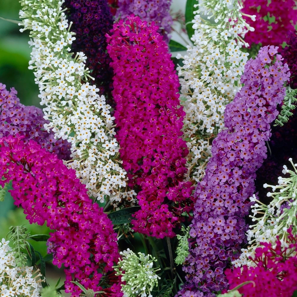Buddleia Tricolour Butterfly Bush Buddleia Tricolour Butterfly Bush -Garden Plant Seed Store buddleia tricolour butterfly bush p4604 36667 image