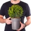 Buxus Ball Plant (20cm Diameter)