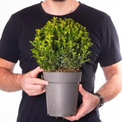 Buxus Ball Plant (20cm Diameter)