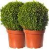 Buxus Ball Topiary - 2 Pack - 30cm Diameter