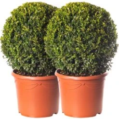 Buxus Ball Topiary - 2 Pack - 40cm Diameter