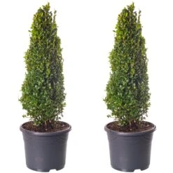 Buxus Pyramid Topiary - 2 Pack - 40-50cm Height