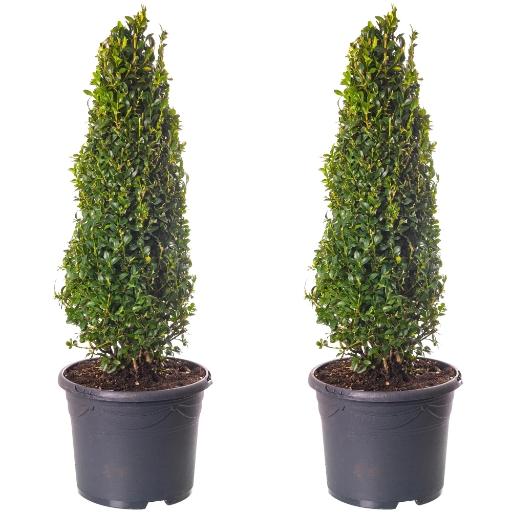 Buxus Pyramid Topiary - 2 Pack - 40-50cm Height Buxus Pyramid Topiary - 2 Pack - 40-50cm Height -Garden Plant Seed Store buxus pyramid topiary 2 pack 40 50cm height p6472 47477 image