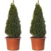 Buxus Pyramid Topiary - 2 Pack - 50-60cm Height