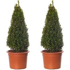 Buxus Pyramid Topiary - 2 Pack - 50-60cm Height