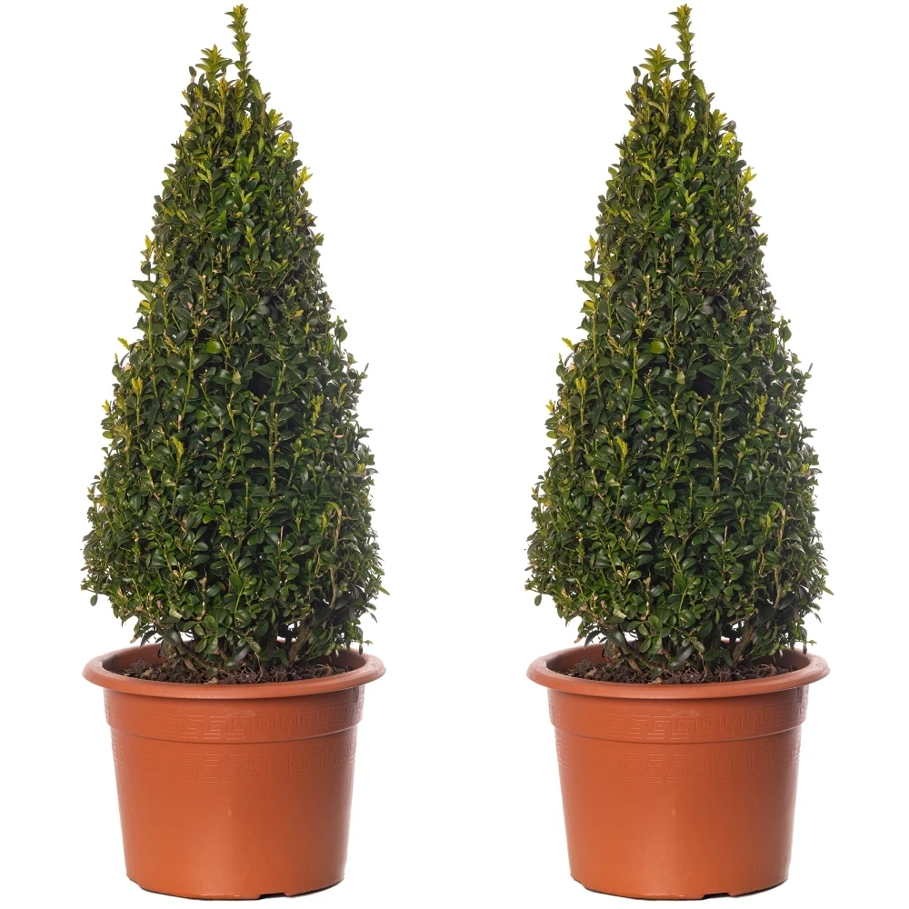 Buxus Pyramid Topiary - 2 Pack - 50-60cm Height Buxus Pyramid Topiary - 2 Pack - 50-60cm Height -Garden Plant Seed Store buxus pyramid topiary 2 pack 50 60cm height p6473 47482 image