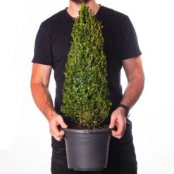 Buxus Pyramid Topiary (40-50cm)