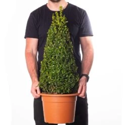 Buxus Pyramid Topiary (50-60cm)