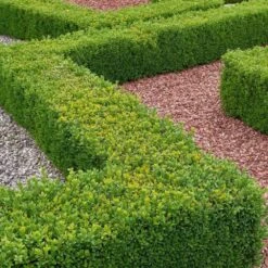 Buxus Sempervirens - Box Hedging Plant (13cm)
