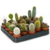 Cactus Mix (20 Plants)