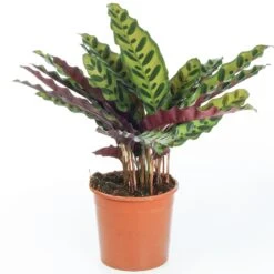 Calathea Insignis