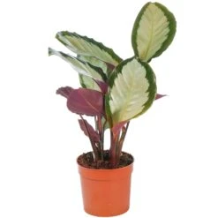 Calathea Picturata Argentea