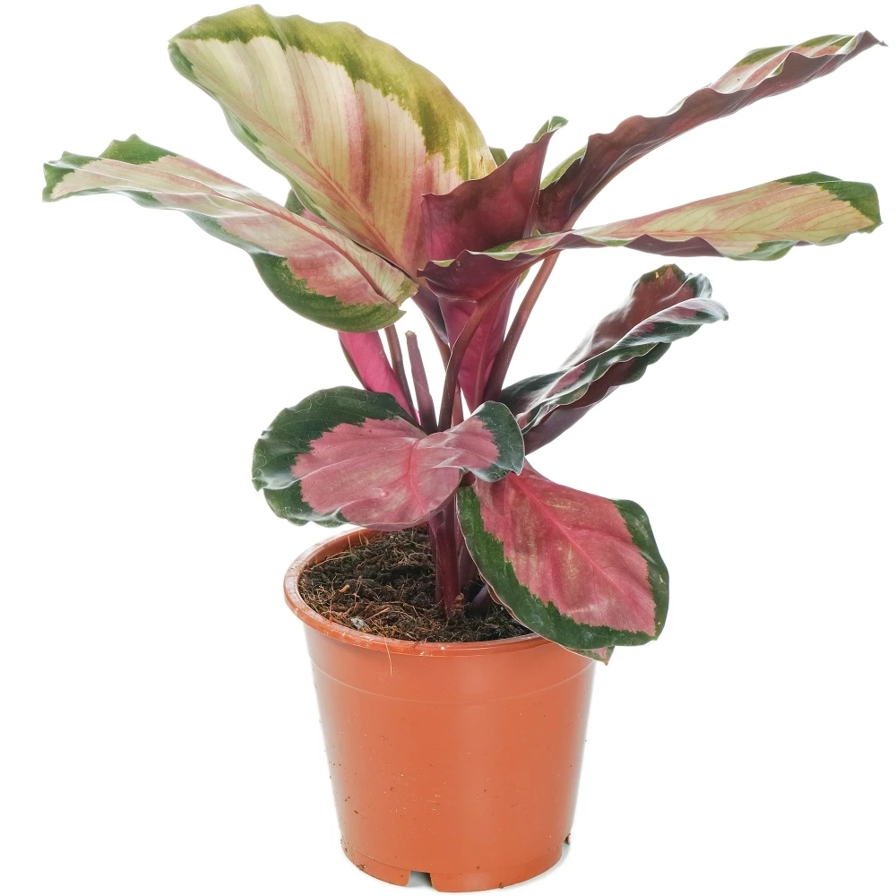 Calathea Roseopicta Rosy Calathea Roseopicta Rosy -Garden Plant Seed Store calathea roseopicta rosy p4694 37267 image