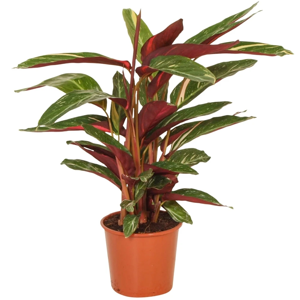 Calathea Stromanthe Magicstar Calathea Stromanthe Magicstar -Garden Plant Seed Store calathea stromanthe magicstar p4826 37976 image