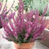 Calluna Beauty Ladies Pink Heathers (9cm)