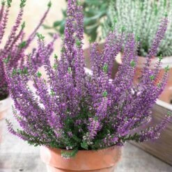 Calluna Beauty Ladies Purple Heathers (9cm)