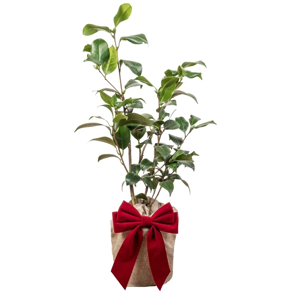 Camellia Plant in Festive Christmas Wrapping Camellia Plant In Festive Christmas Wrapping -Garden Plant Seed Store camellia plant in festive christmas wrapping p7751 58431 image