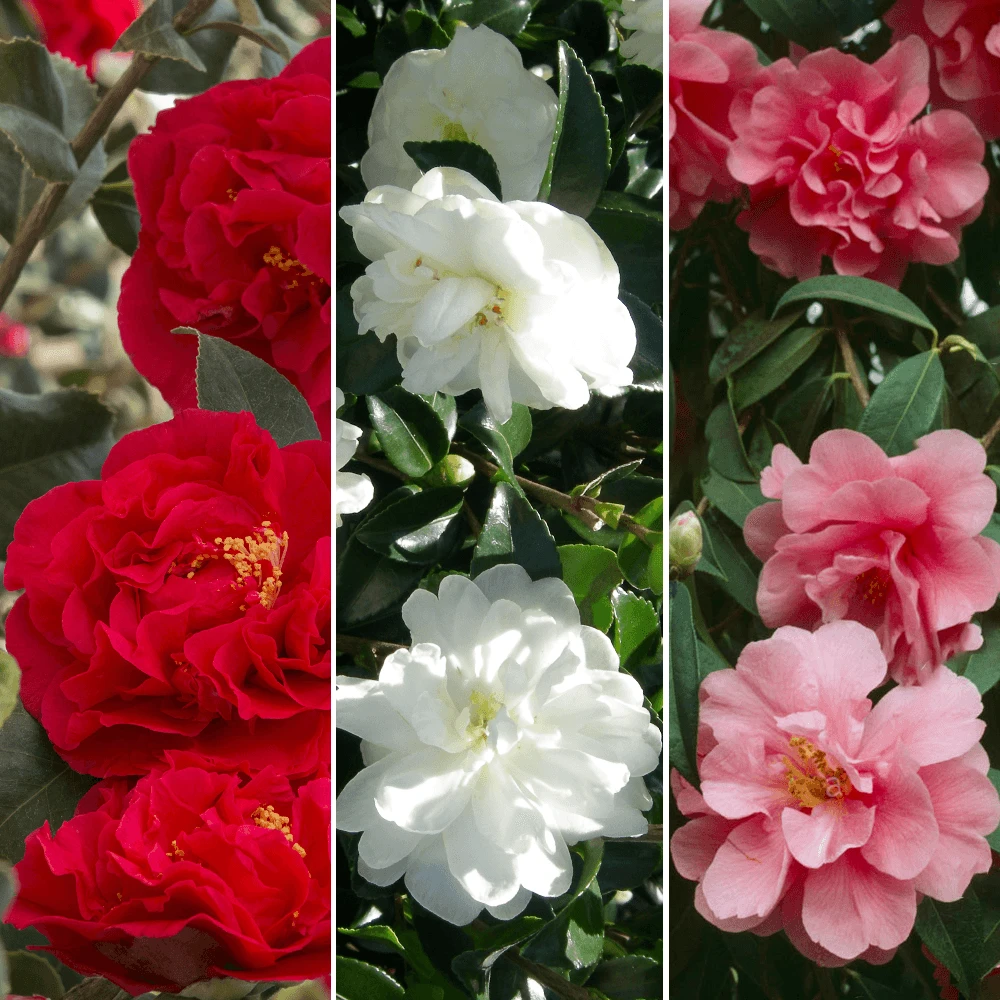 Camellia Tricolour Collection Camellia Tricolour Collection -Garden Plant Seed Store camellia tricolour collection p4743 37624 image