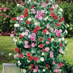 Camellia Tricolour Red Pink White Hardy Bushy Evergreen Shrub